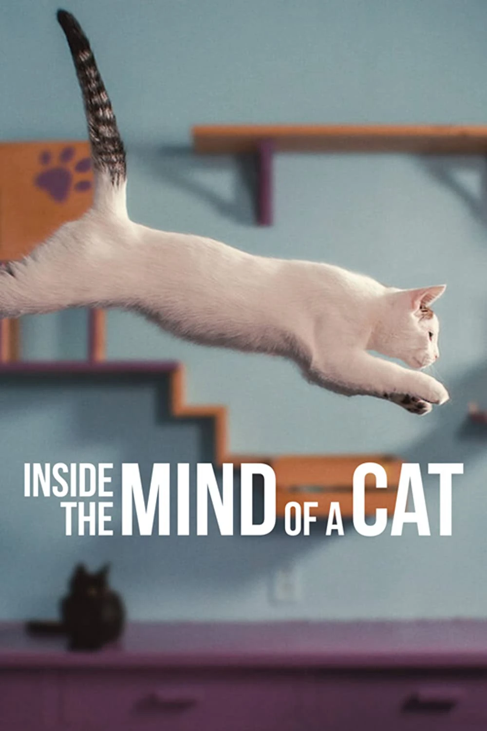 Những chú mèo nghĩ gì | Inside the Mind of a Cat (2022) Những chú mèo nghĩ gì | Inside the Mind of a Cat (2022)